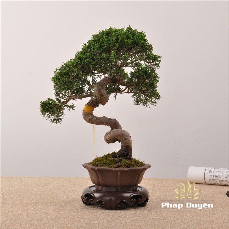 Đế Gỗ Mun Tròn Cao Cấp CC02, Nhiều Kích Cỡ - Ảnh 6