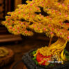 Cây Bonsai Túi Tiền Vàng Size Nhỏ - Ảnh 3