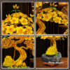 Cây Bonsai Cóc Ngậm Tiền Vàng Size Nhỏ - Ảnh 3